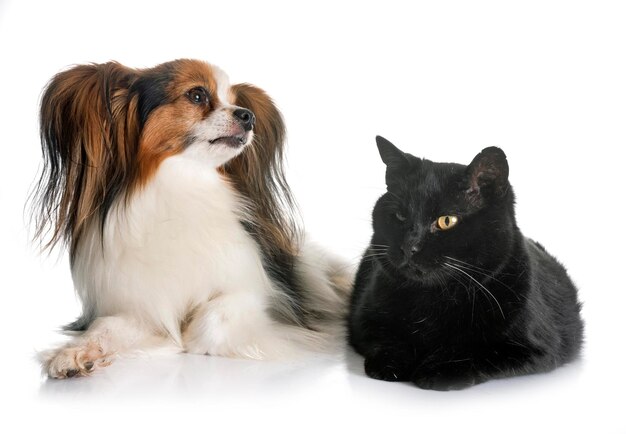 Photo dog and cat on white background