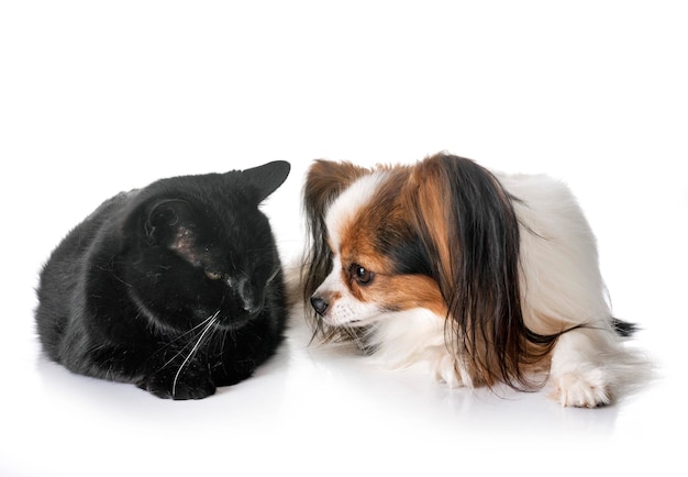 白い背景の犬と猫