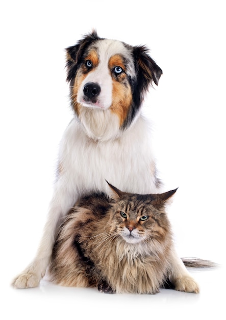 dog and cat