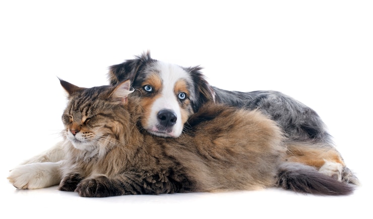 Photo 犬と猫