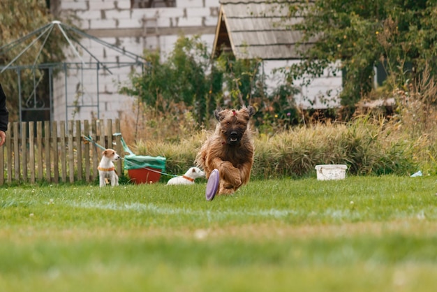 写真 ジャンプでフライング ディスクをキャッチする犬、公園で屋外で遊ぶペット。スポーツイベント、スポでの実績