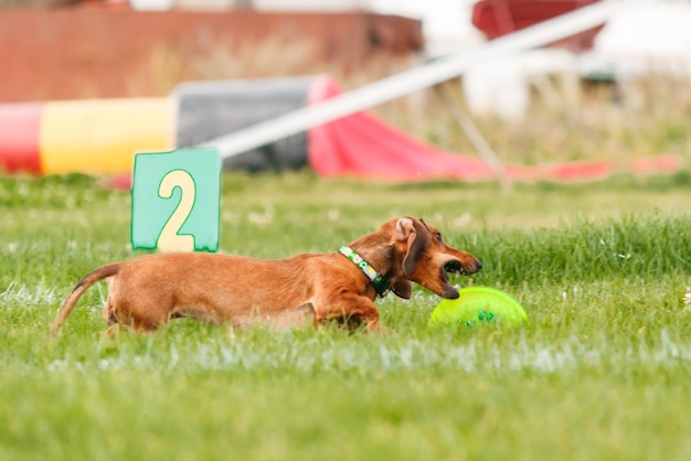 Фото Собака ловит летающий диск в прыжке, домашнее животное играет на улице в парке. спортивное событие, достижение в спо