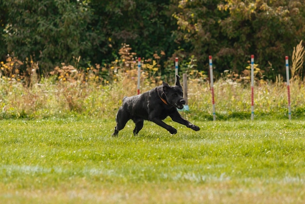 Photo dog catching flying disk in jump, pet playing outdoors in a park. sporting event, achievement in spo