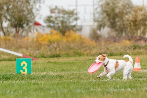 Dog catching flying disk in jump, pet playing outdoors in a park. sporting event, achievement in spo