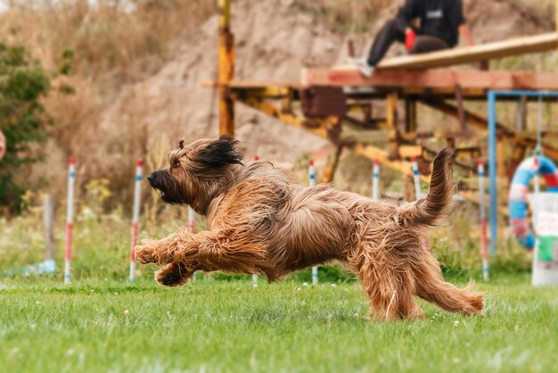 Dog catching flying disk in jump, pet playing outdoors in a park. sporting event, achievement in spo