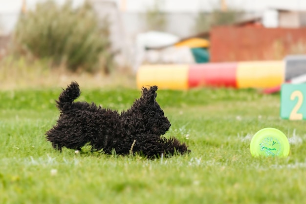 Собака ловит летающий диск в прыжке, домашнее животное играет на улице в парке. спортивное событие, достижение в спо