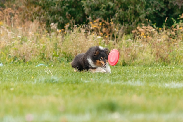 Собака ловит летающий диск в прыжке, домашнее животное играет на улице в парке. спортивное событие, достижение в спо