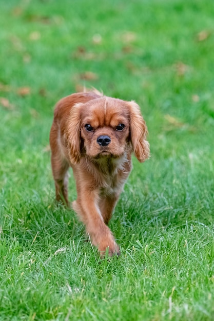 A dog cavalier king charles, a ruby puppy walking in the garden