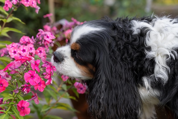 ベンチの庭にいる犬のキャバリアキングチャールズスパニエルは、フロックスの美しい花を嗅ぎます