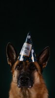 Photo dog celebrating birthday like humans german shepherd with festive paper cap inscription happy party