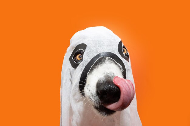 Dog celebrating halloween in ghost costume licking its lips with tongue isolated on orange background