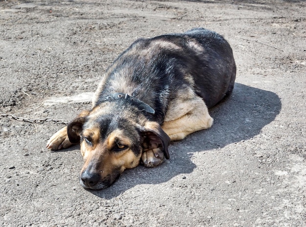 チェーン上の犬