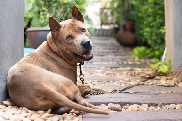 Dog chained at walk way stay alert thief come home