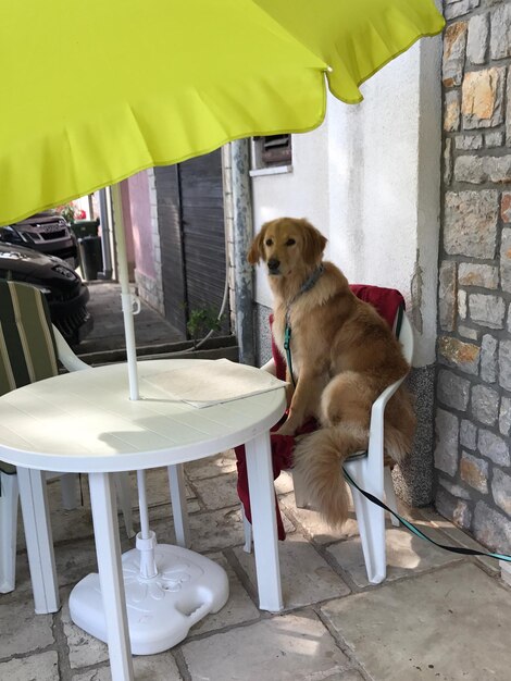 Photo dog on chair