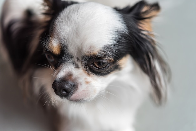 犬のチワワ品種