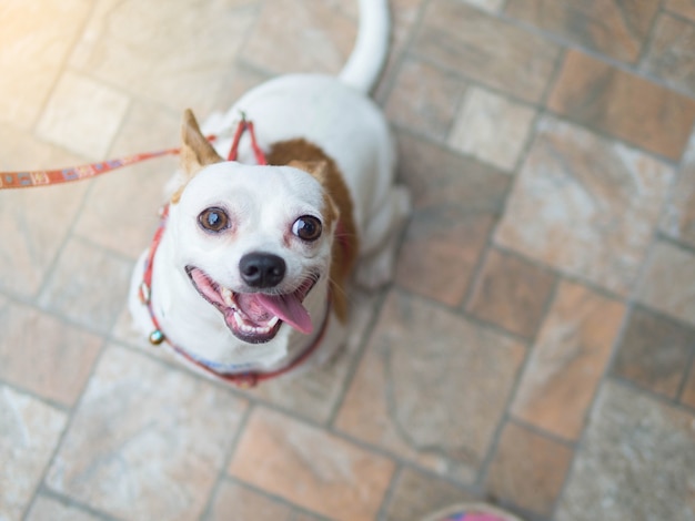 写真 犬のチワワの頭の肖像画は、幸せな笑顔の笑顔を感じる