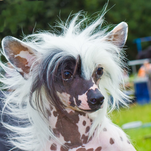 犬チャイニーズ・クレステッド・ブリード