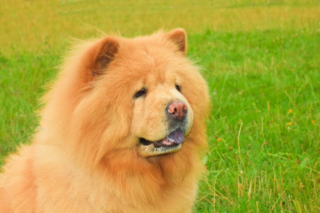 Dog chow-chow breed