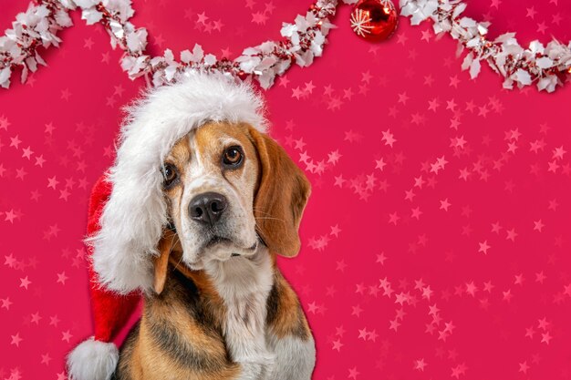正面からカメラを見ているサンタクロースの帽子で背景を飾ったクリスマスの犬