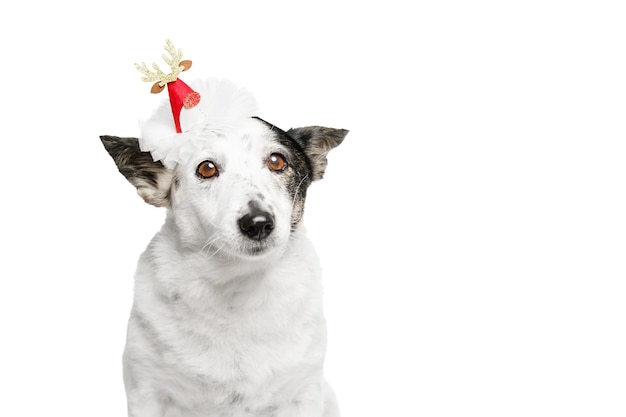 クリスマスの帽子をかぶった犬が先を見ています