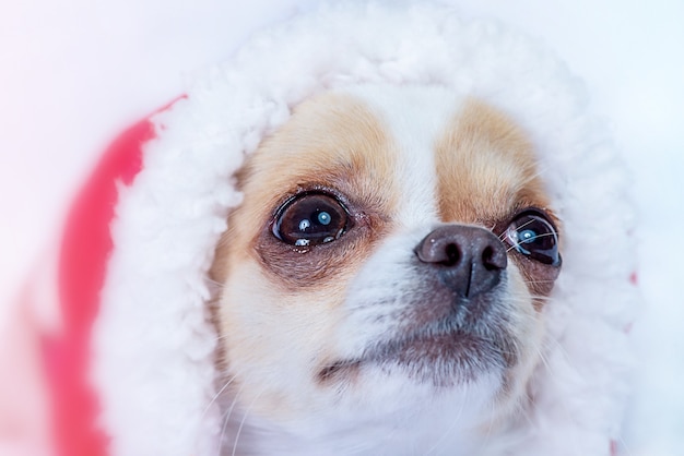 写真 犬のクリスマスの写真。サンタの帽子のクローズアップでチワワ。グッドニューイヤースピリット。