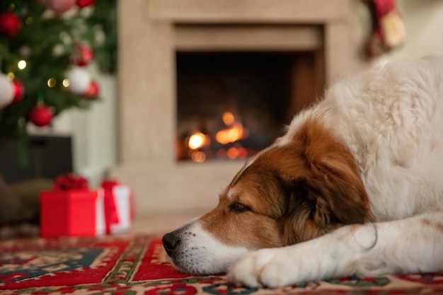 Dog and christmas tree burning fireplace and decoration in home\
living room interior background