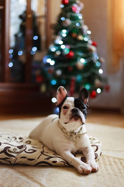 Dog next to the Christmas tree.