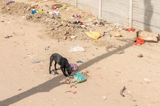 Dog on the city street