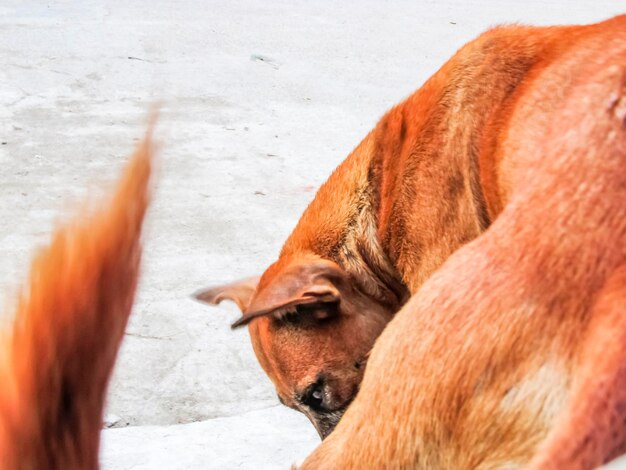 Dog closeup in a different angle