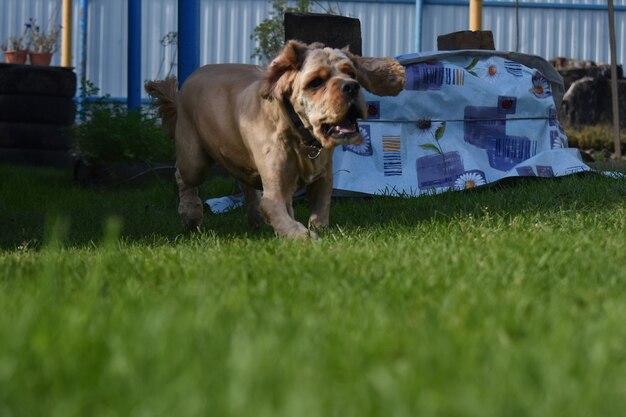 Собака кокер-спаниель играет в саду