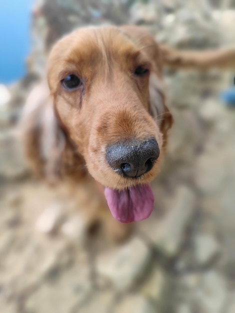 チンクエテッレハイキングの犬コッカースパニエルの肖像画