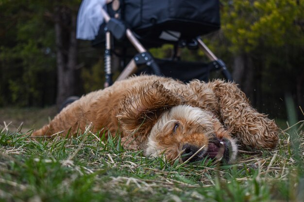 Dog Cocker Spaniel rests on grass