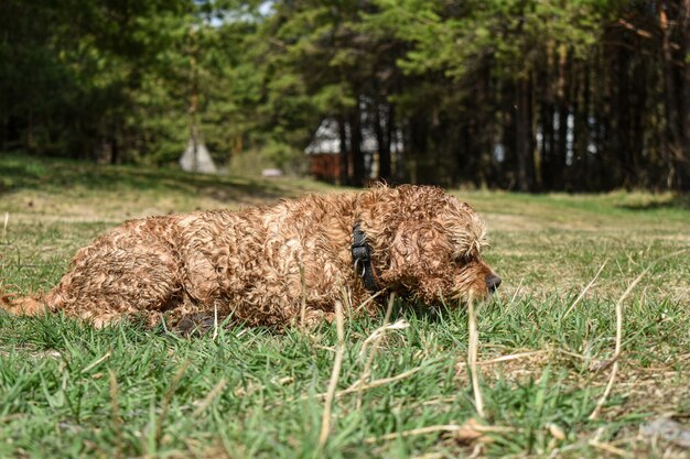 Dog Cocker Spaniel rests on grass