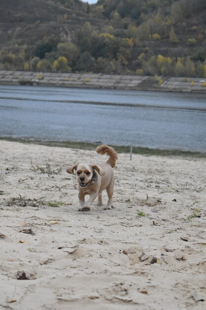 Dog Cocker Spaniel runs along beach