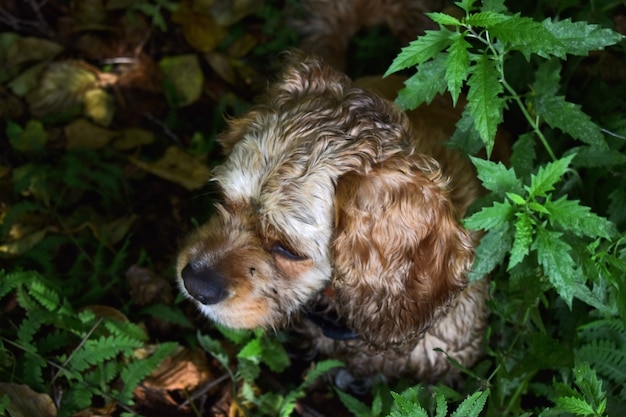 犬のコッカースパニエルは草の中に座っています