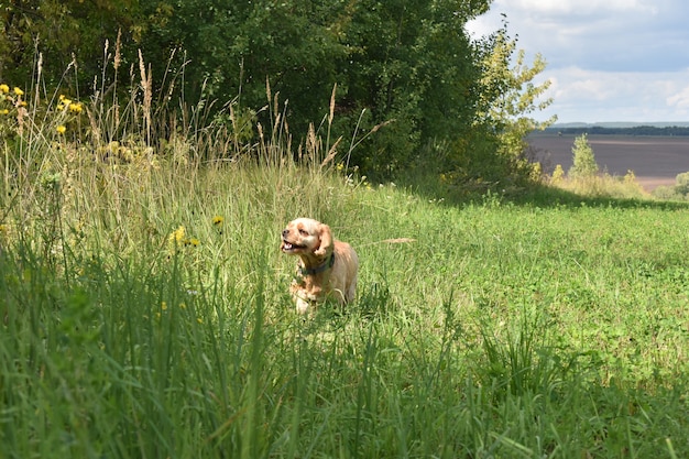 Dog Cocker Spaniel Walks in Summer Field