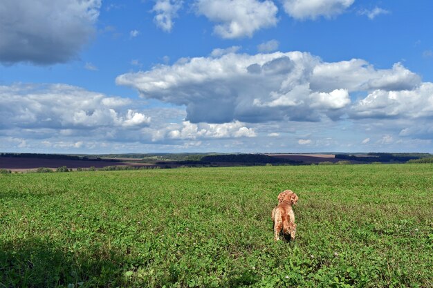 犬のコッカースパニエルが夏の野原を歩く