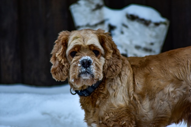 Dog Cocker Spaniel in Winter Park