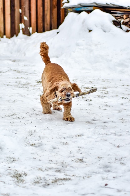 Dog Cocker Spaniel in Winter Park