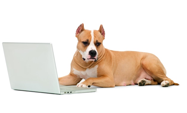 dog and a computer on an isolated background