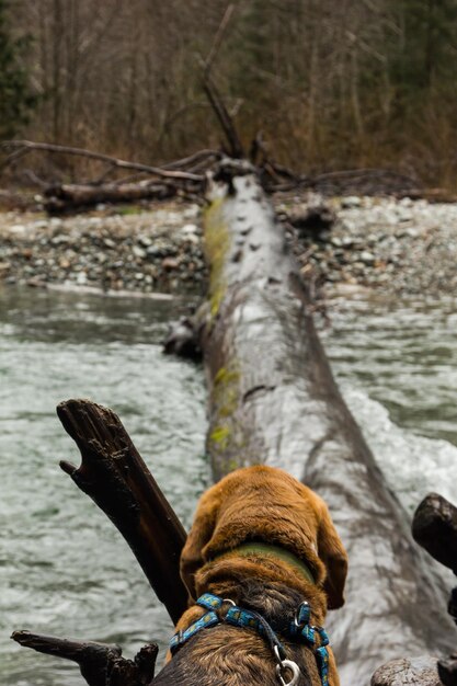 Foto un cane che contempla di attraversare un albero caduto trasformato in ponte su un fiume in furia