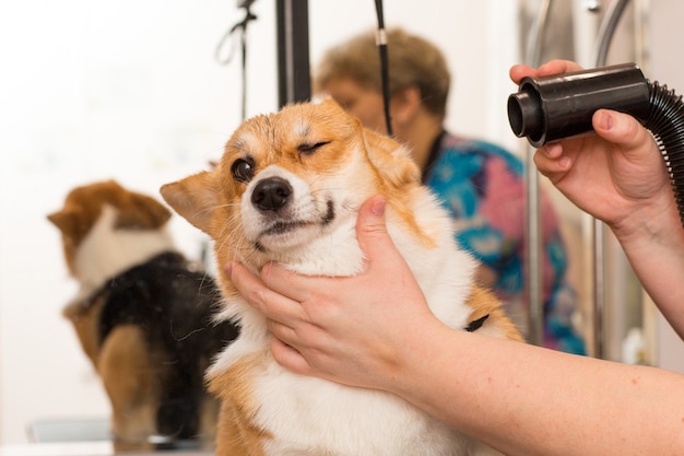 犬コーギー乾燥ペットグルーミングコンセプト