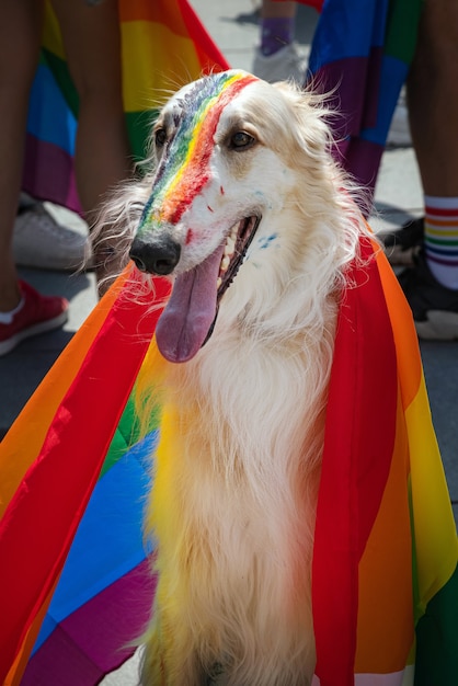 LGBT 행사에서 개가 무지개 깃발로 덮여 있습니다.