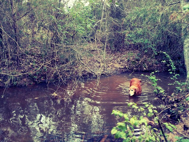 Foto cane che attraversa lo stagno nella foresta