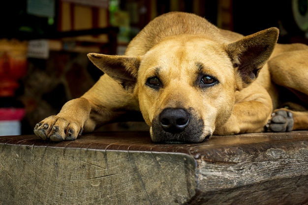 dog crouching on the bench