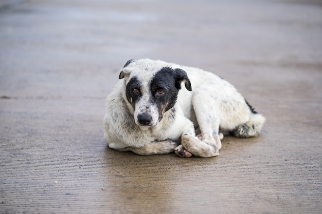 雨の後の道の上にしゃがみ犬