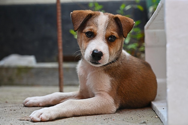 犬、かわいい茶色の子犬または茶色の犬、地面に座っている犬