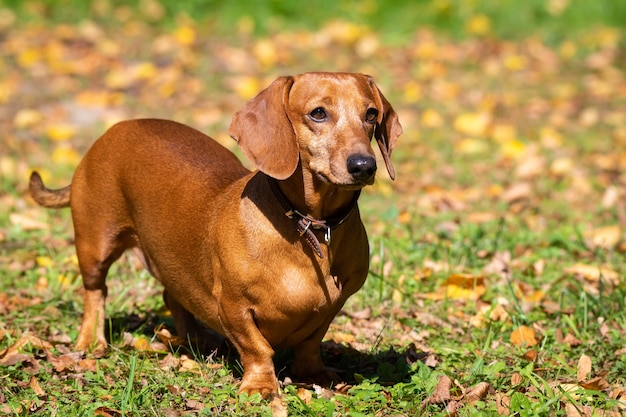 草の上の犬のダックスフント