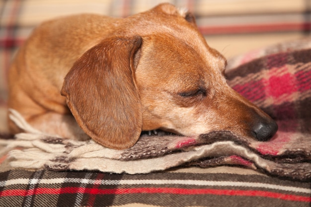 Dog dachshund sleeps on the couch