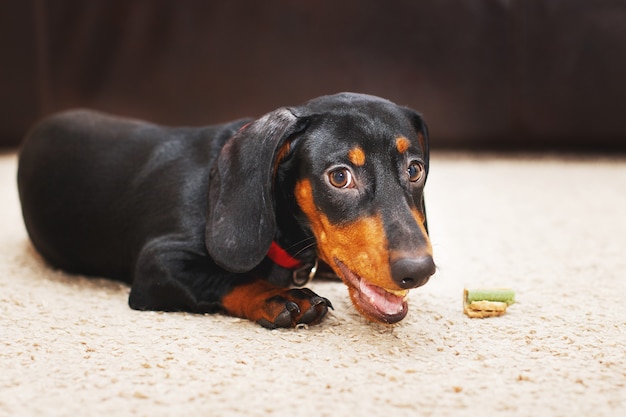 dog dachshund with a dried tasty treat snack in teeth dog treats for brushing teeth